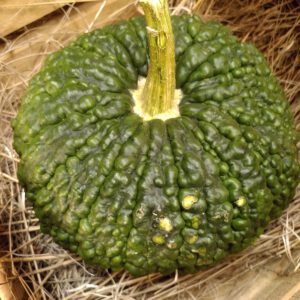 Calabaza Roteña ECO (Kilo)