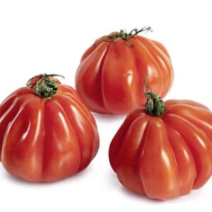 Tomate Corazón de Buey ECO (Kilo)